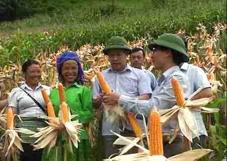 Lãnh đạo huyện Trạm Tấu vận động người dân gieo trồng ngô đồi thay lúa nương tại xã Bản Mù.
