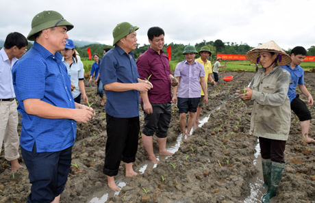 Đồng chí Nguyễn Văn Khánh - Phó Chủ tịch UBND tỉnh, lãnh đạo Sở Nông nghiệp và Phát triển nông thôn xuống đồng cùng bà con trồng ngô đông.
