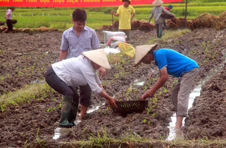 Nông dân xã Yên Bình, huyện Yên Bình gieo trồng cây vụ đông năm 2017.
