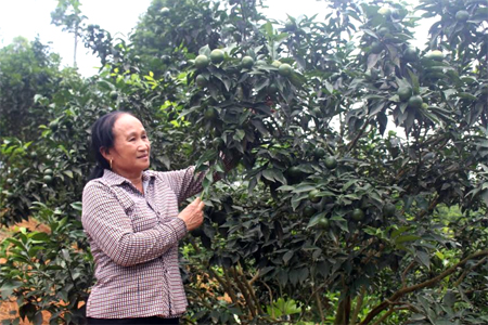 Nhờ tích cực chuyển đổi đất đồi rừng sang trồng cây ăn quả có múi, nhiều gia đình ở Hưng Thịnh đã có thu nhập cao.