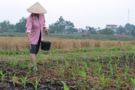 Nông dân xã Đào Thịnh, huyện Trấn Yên chăm sóc cây ngô đông (ảnh Đ.V).