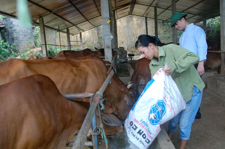 Mô hình chăn nuôi bò thương phẩm của đoàn viên thanh niên xã Bạch Hà.