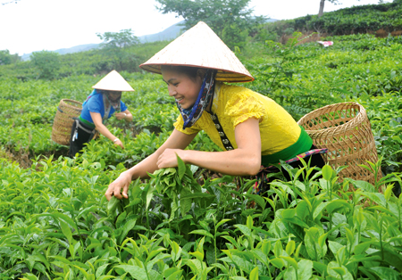 Cần tăng cường mối liên kết 4 nhà, đặc biệt là giữa chính quyền, doanh nghiệp và nông dân để ổn định và phát triển vùng chè. (Ảnh: Hoàng Nhâm)