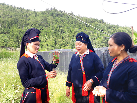 Chị Bàn Thị Chạn (bên trái) trao đổi kinh nghiệm lựa chọn cây quế giống.