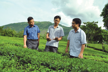 Ông Nguyễn Xuân Tùng (giữa) trao đổi về kỹ thuật trồng, chăm sóc chè.