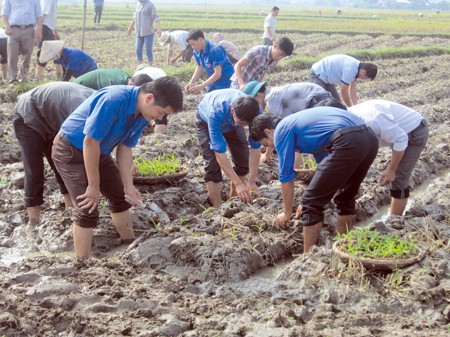 Đoàn viên thanh niên huyện Văn Chấn tham gia giúp bà con nhân dân trồng cây vụ đông.