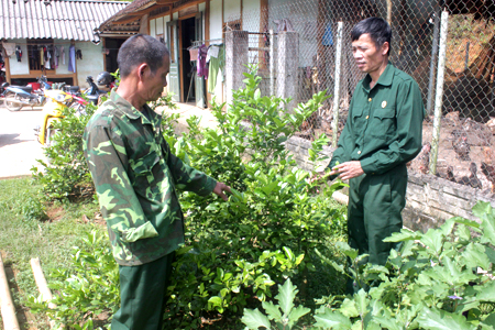 Mô hình trồng chanh tứ thời của hội viên Nguyễn Thành Trung cho thu nhập gần 100 triệu đồng/năm.