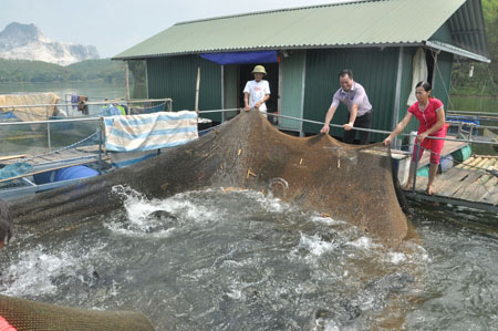 Mô hình nuôi cá lồng trên hồ Thác Bà đang phát triển mạnh ở thôn Thuỷ Sơn, xã Mông Sơn.