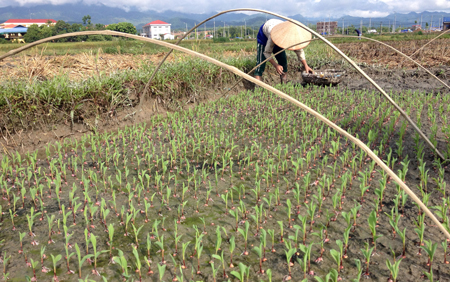 Nông dân xã Đại Phác chuẩn bị ngô bầu để bảo đảm kịp khung thời vụ trồng ngô đông.