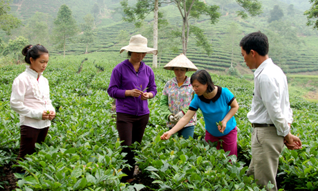 Hiện, toàn huyện Trấn Yên có 900 ha chè chất lượng cao.