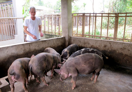 Ông Hoàng Văn Ninh - người có uy tín bản Tông Co 1, phường Tân An tích cực phát triển kinh tế gia đình, làm gương cho bà con học tập.