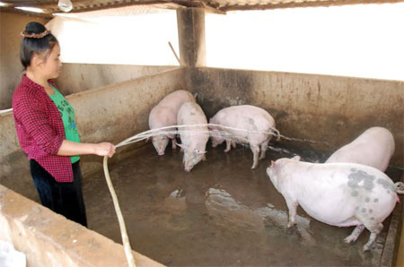 Đàn lợn thịt của gia đình anh Lò Văn Păn được chăm sóc tốt.