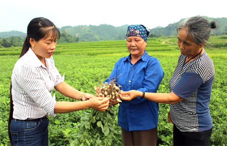 HTX Nông nghiệp dịch vụ hữu cơ Trung Thành, xã Yên Hợp, huyện Văn Yên sản xuất liên kết theo chuỗi giá trị từ sản xuất đến tiêu thụ sản phẩm.