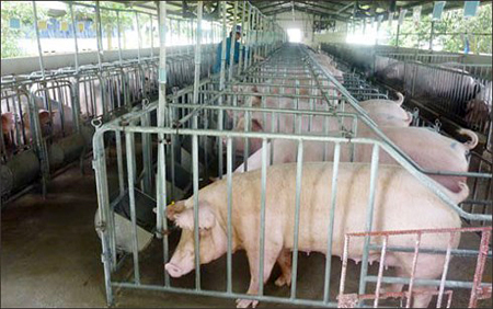 Bộ NN-PTNT đã có công điện khẩn yêu cầu người dân chủ động ngăn chặn nguy cơ xâm nhiễm bệnh dịch tả lợn châu Phi vào Việt Nam (Ảnh: Người lao động)