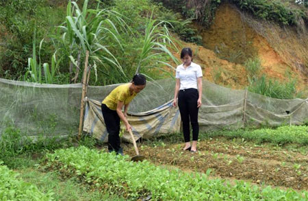 Mô hình “Vườn rau gia đình” của Chi hội Phụ nữ thôn Khe Ca đã có 100% gia đình hội viên thực hiện hiệu quả.