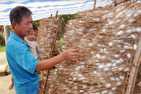 Nhờ trồng dâu, nuôi tằm mỗi năm người dân xã Việt Thành thu về trên 15 tỷ đồng.