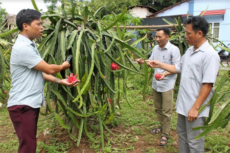 Mô hình trồng thanh long ruột đỏ của đảng viên Nguyễn Ngọc Dương (bên trái) mang lại hiệu quả kinh tế cao.
