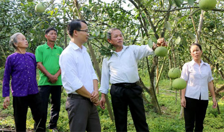 Xã Đại Minh đang rà soát để lựa chọn 18 hộ gia đình tham gia xây dựng mô hình vườn kiểu mẫu. (Trong ảnh: Mô hình trên 200 gốc bưởi của gia đình ông Nguyễn Quang Xuân ở thôn Đồng Nếp).