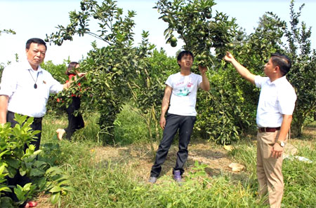 Mô hình trồng cam của gia đình anh Nguyễn Ngọc Tú, thôn Cao 2 (đứng giữa) cho hiệu quả kinh tế cao.