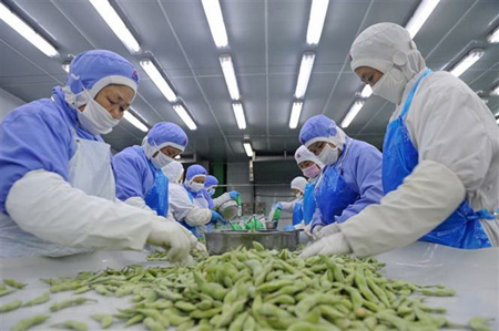 Công nhân phân loại đậu tương để đóng gói xuất khẩu ở một nhà máy thuộc tỉnh An Huy, Trung Quốc.