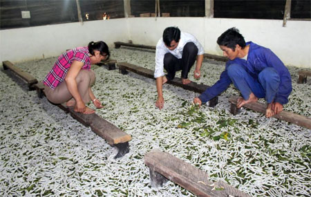 Từ phát triển nghề trồng dâu nuôi tằm, mỗi năm người dân xã Việt Thành thu về hơn 20 tỷ đồng.