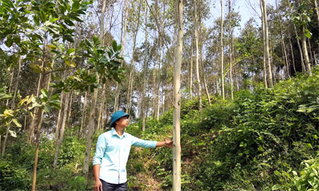 Nhờ trồng rừng, mỗi năm gia đình anh Đặng Văn Thọ ở khu phố 3, thị trấn Thác Bà thu về trên 100 triệu đồng.
