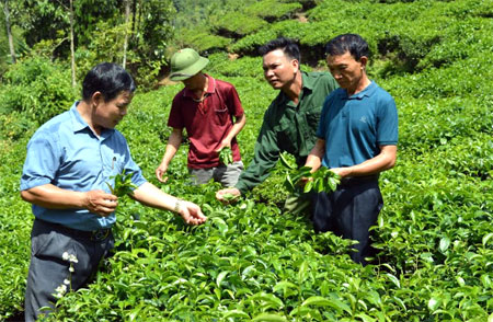 Lãnh đạo xã Bình Thuận trao đổi với nông dân thôn Khe Bon về phát triển diện tích chè kinh doanh.