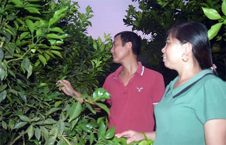 Bà Nguyễn Thị Nguyệt - Bí thư Chi bộ thôn Yên Bình thăm một gia đình trồng cây ăn quả cho thu nhập cao