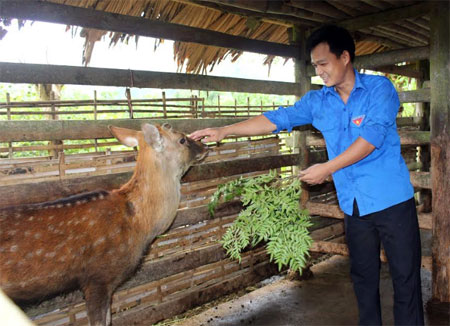 Anh Nguyễn Chí Châu chăm sóc đàn hươu sao.