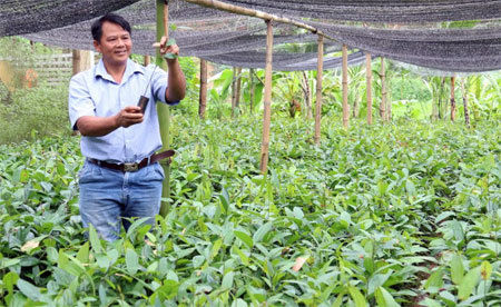 Ông Hoàng Văn Thu kiểm tra chất lượng quế giống trong vườn ươm của gia đình.