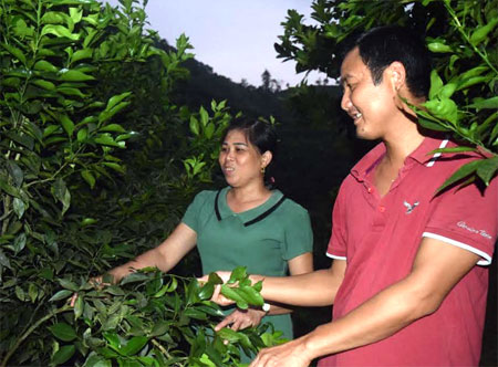 Mỗi năm, anh Phạm Thanh Toàn đạt lợi nhuận khoảng 550 triệu đồng từ cây ăn quả có múi.