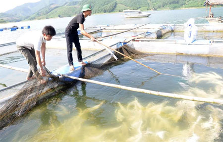 Mô hình nuôi cá lồng trên hồ Thác Bà tại xã Phúc Ninh mang lại hiệu quả kinh tế cao.