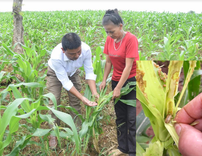 Sâu keo mùa thu thường chui sâu vào nõn ngô nên việc phun thuốc cần nhiều công và đúng kỹ thuật.