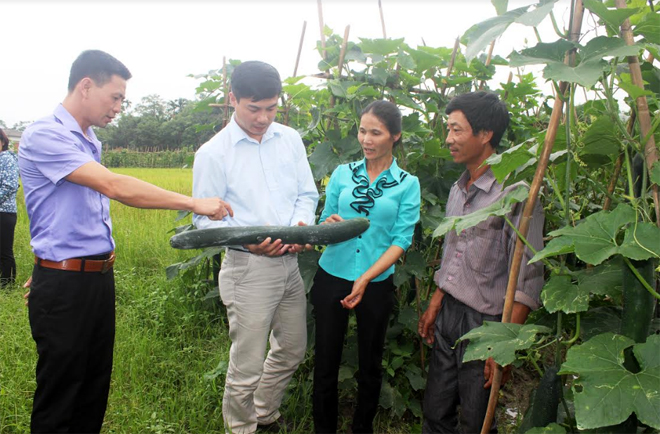 Lãnh đạo xã Phúc Lộc cùng các đại biểu tham  qua mô hình trồng bí xanh cho thu nhập cao của chị Trần Thị Lan ở thôn Đông Thịnh.