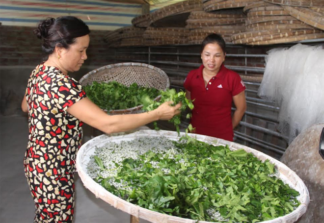 Cán bộ hội viên đã tham gia tích cực chuyển đổi diện tích canh tác kém hiệu quả sang trồng dâu nuôi tằm. (Ảnh: Minh Huyền)