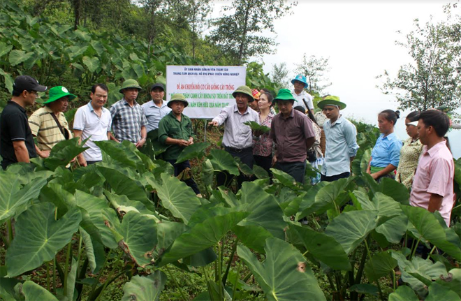 Lãnh đạo huyện Trạm Tấu kiểm tra mô hình thâm canh khoai sọ tại thôn Tà Xùa, xã Bản Công.