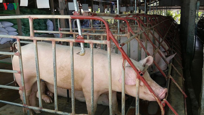 Giá thịt lợn hơi tại miền Bắc có thể tiếp tục lên.