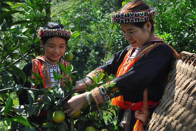 Người dân xã Tân Phượng, huyện Lục Yên thu hoạch cam.