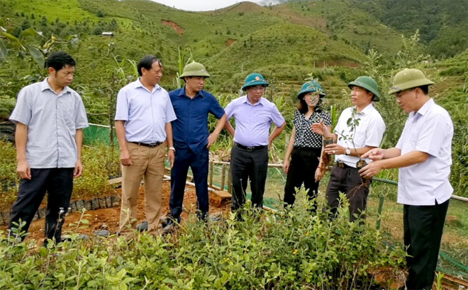 Đoàn giám sát của HĐND huyện Mù Cang Chải thực tế mô hình nhân giống cây sơn tra bằng phương pháp ghép cành tại xã Lao Chải.