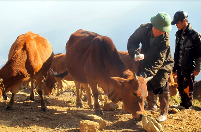 Mô hình chăn nuôi đại gia súc của gia đình ông Thào A Tủa, xã Xà Hồ, huyện Trạm Tấu