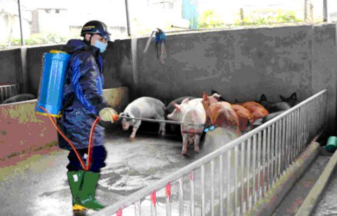 Cán bộ Trung tâm Dịch vụ hỗ trợ phát triển nông nghiệp thành phố Yên Bái phun thuốc phòng chống dịch bệnh cho đàn lợn tại xã Tuy Lộc.
