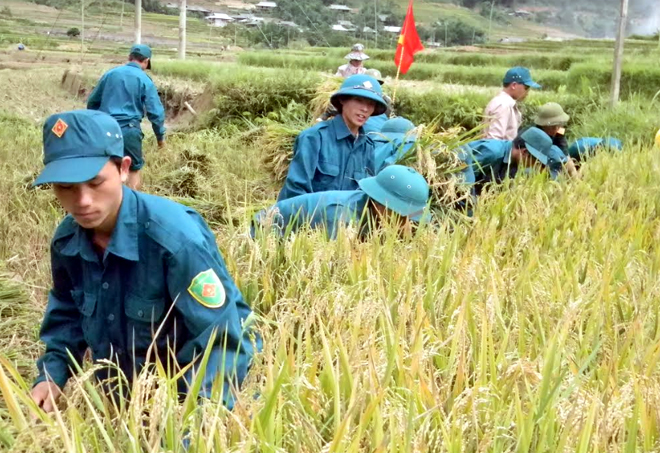 Lực lượng dân quân huyện Trạm Tấu giúp dân thu hoạch lúa.