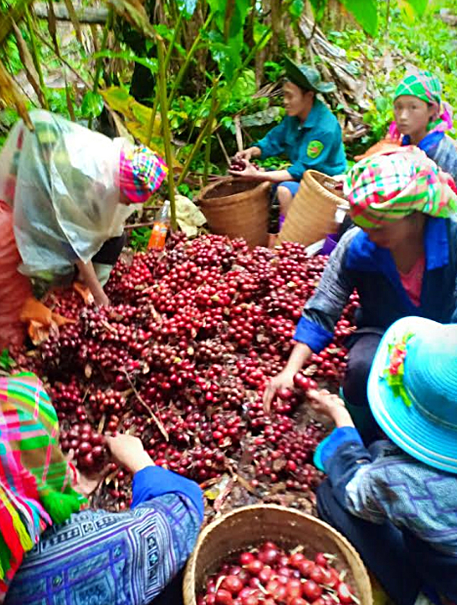 Người dân xã Chế Tạo thu hái thảo quả.