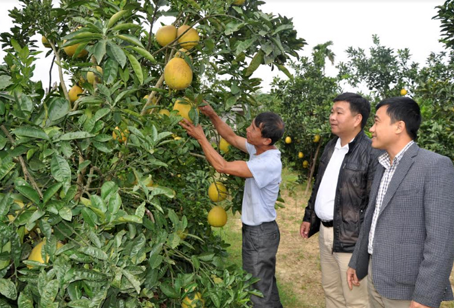 Văn Chấn phát triển vùng cây ăn quả có múi mang lại hiệu quả kinh tế cao.