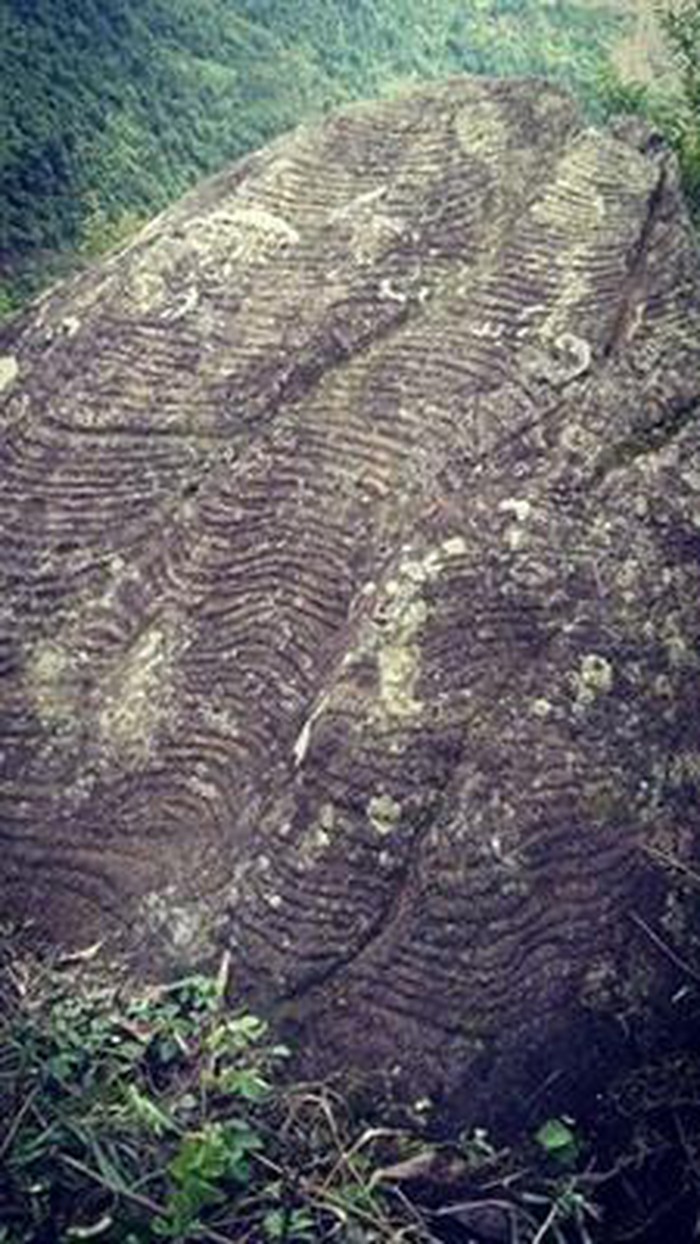 A rock fully covered with engravings of terraced fields.