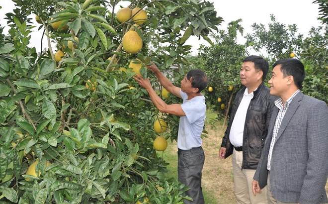 Những địa phương được quy hoạch phát triển cây ăn quả có múi đều mang lại hiệu quả kinh tế khả quan cho nông dân.