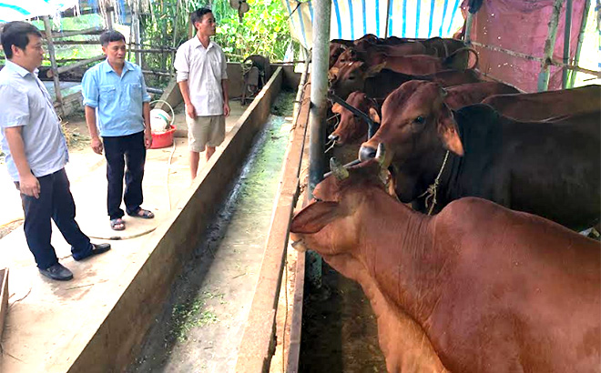 Đàn bò của ông Nguyễn Văn Quyết ở thôn Yên Thịnh, xã An Thịnh, huyện Văn Yên luôn khỏe mạnh nhờ tiêm phòng đầy đủ các loại vắc - xin.