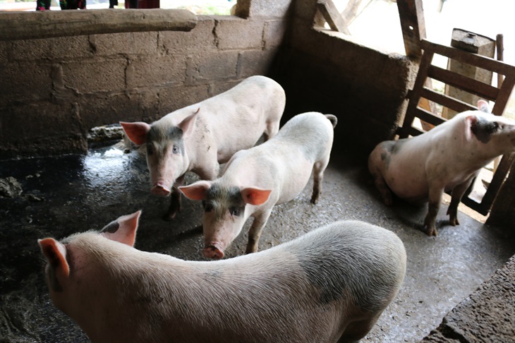 Công tác tái đàn lợn đang được đẩy mạnh tại các địa phương có điều kiện đảm bảo an toàn sinh học.