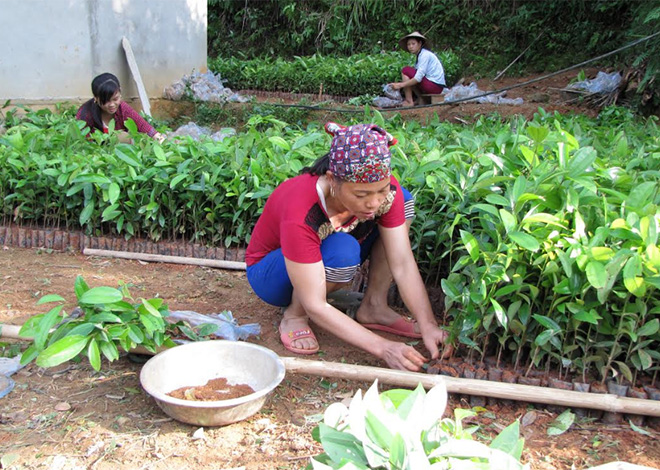 Nông dân thôn Bành chuẩn bị quế giống trồng vụ thu.