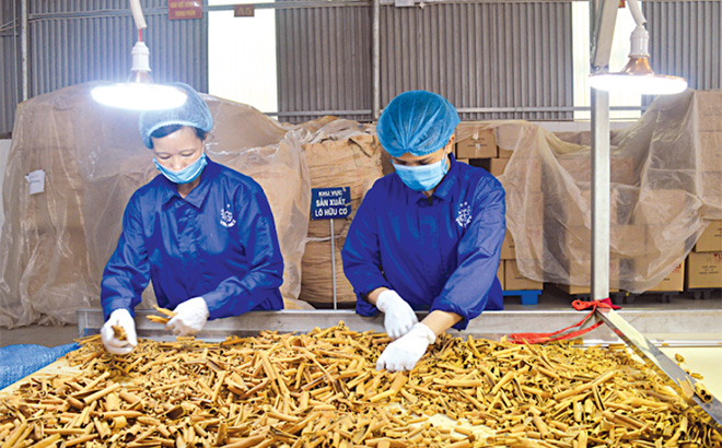 Xử lý nguyên liệu chế biến tại Hợp tác xã Quế hồi Việt Nam, xã Đào Thịnh, huyện Trấn Yên.